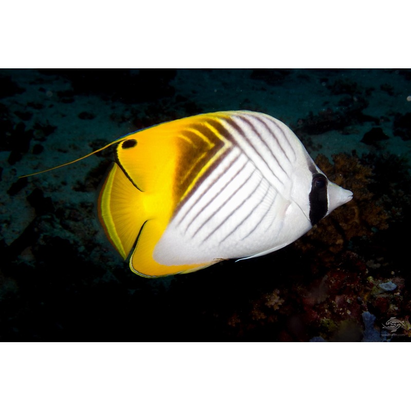 Butterflyfish - Threadfin (Chaetodon auriga)