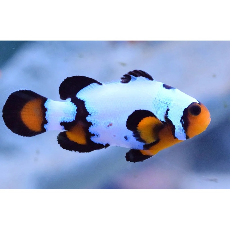 Clownfish - Ultra Black Ice (Amphirion Ocellaris) PAIR *Captive Bred* SPECIAL!