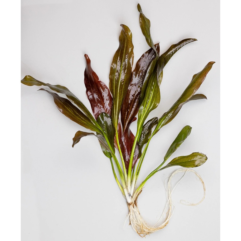 Echinodorus 'Fancy Twist' Sword
