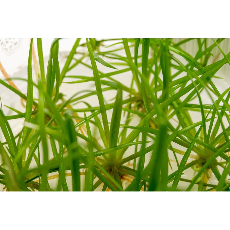 Echinodorus tenellus 'Micro Chain' Sword