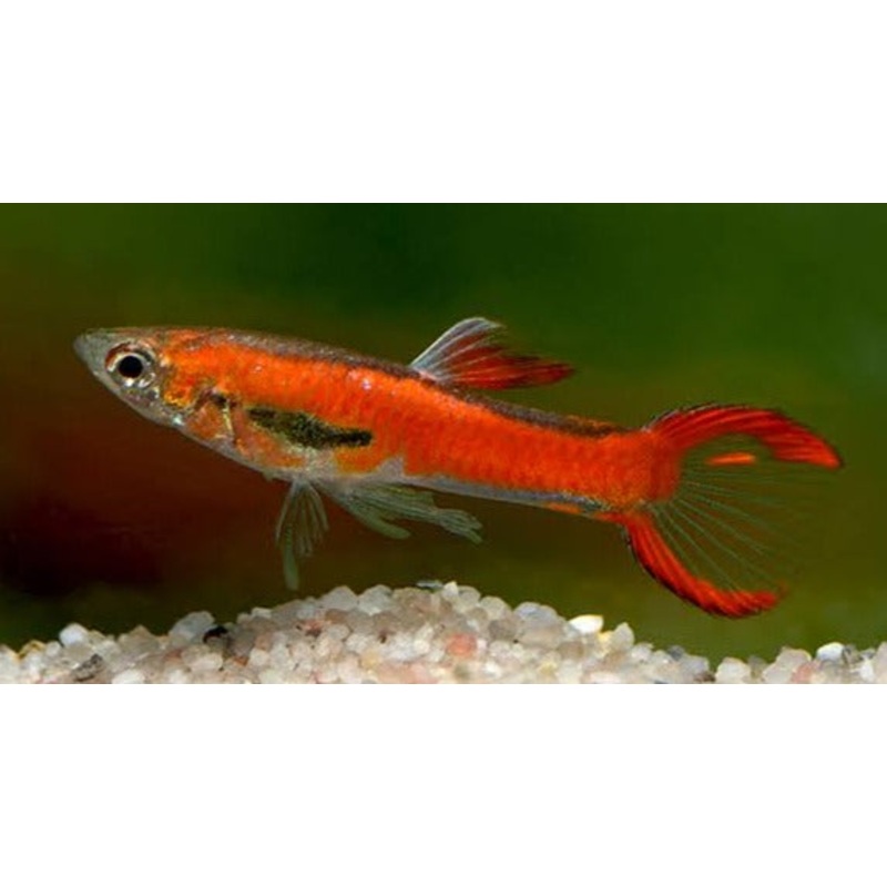 Endler Chilli Red Male