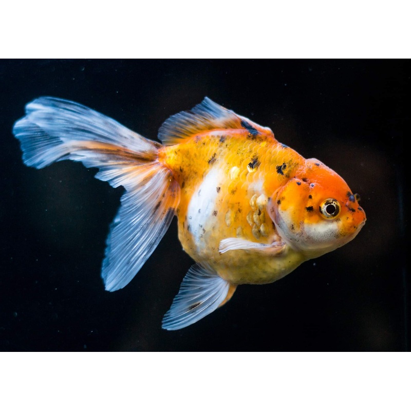 Goldfish - Oranda Calico