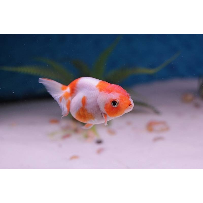 Goldfish - Ranchu assorted
