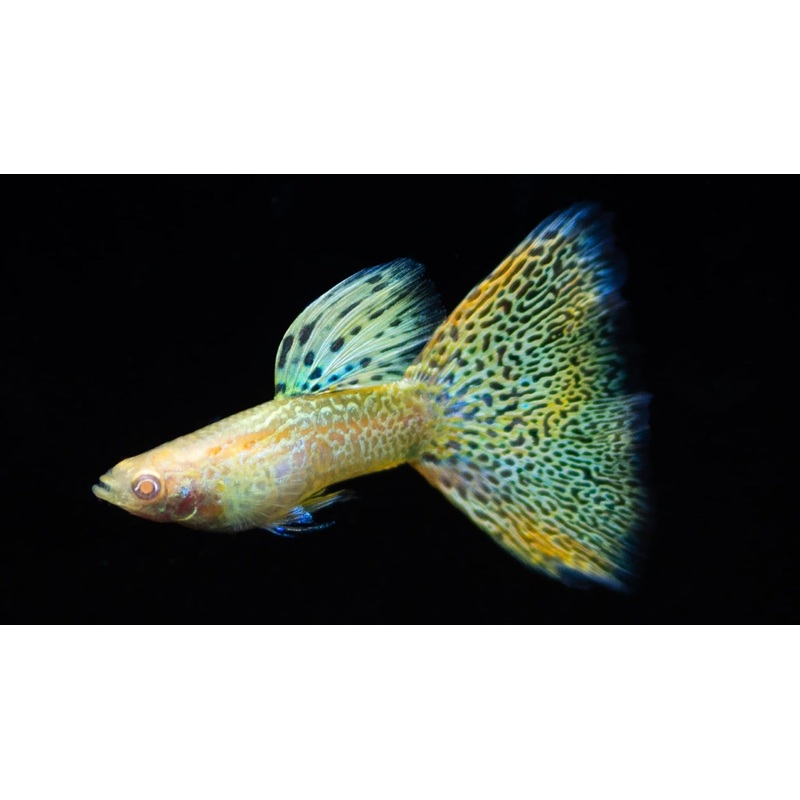Guppy Albino Yellow Tiger