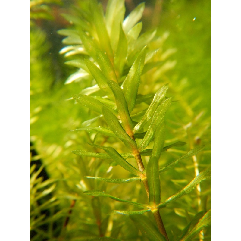 Native Hydrilla (Elodea/Guppy Grass Substitute)