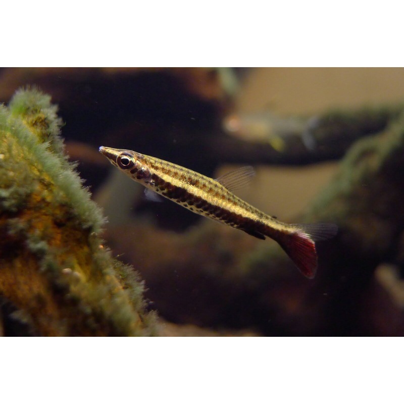 Pencilfish - Rocket Tail (Nannostomus Eques) "Rare"