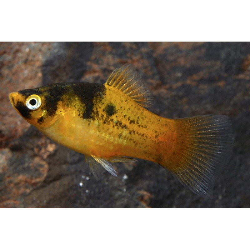 Platy Bumble Bee