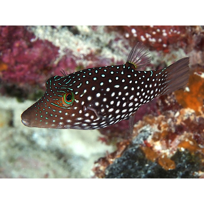 Puffer Fish - Honeycomb Toby "Rare"