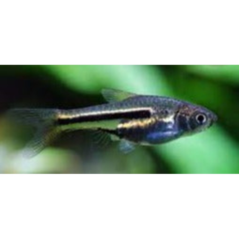 Rasbora - Siamese Dwarf (Rasbora somphongi)