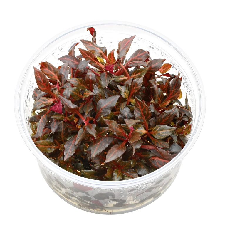 TC Alternanthera reineckii 'mini'