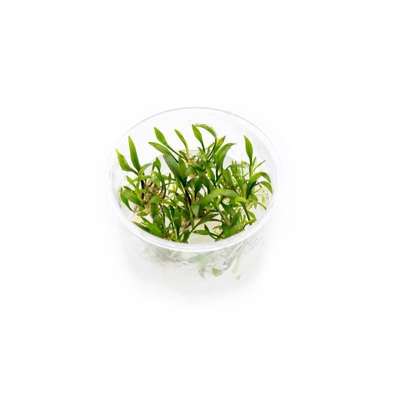 TC Cryptocoryne lutea
