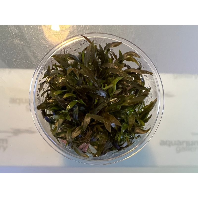 TC Cryptocoryne mioya