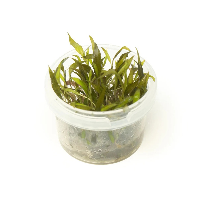 TC Cryptocoryne wendtii 'red'