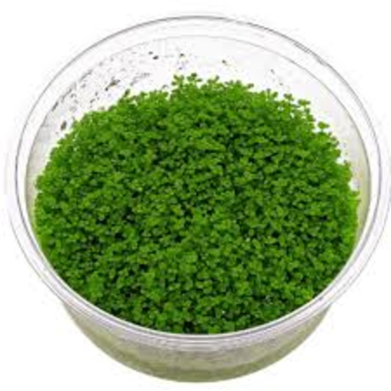 TC HC Cuba (Hemianthus callitrichoides)