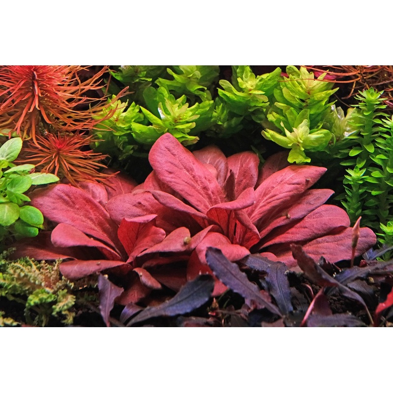 Water Rose (Lysimachia parvifolia) RED