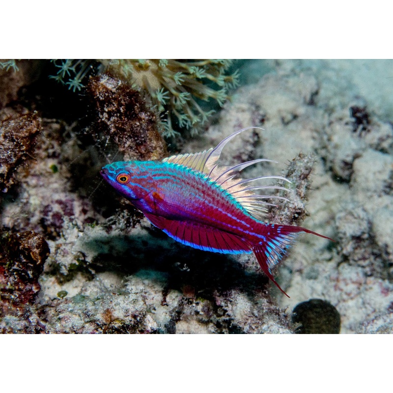Wrasse -  Flasher (Paracheilinus cyaneus)