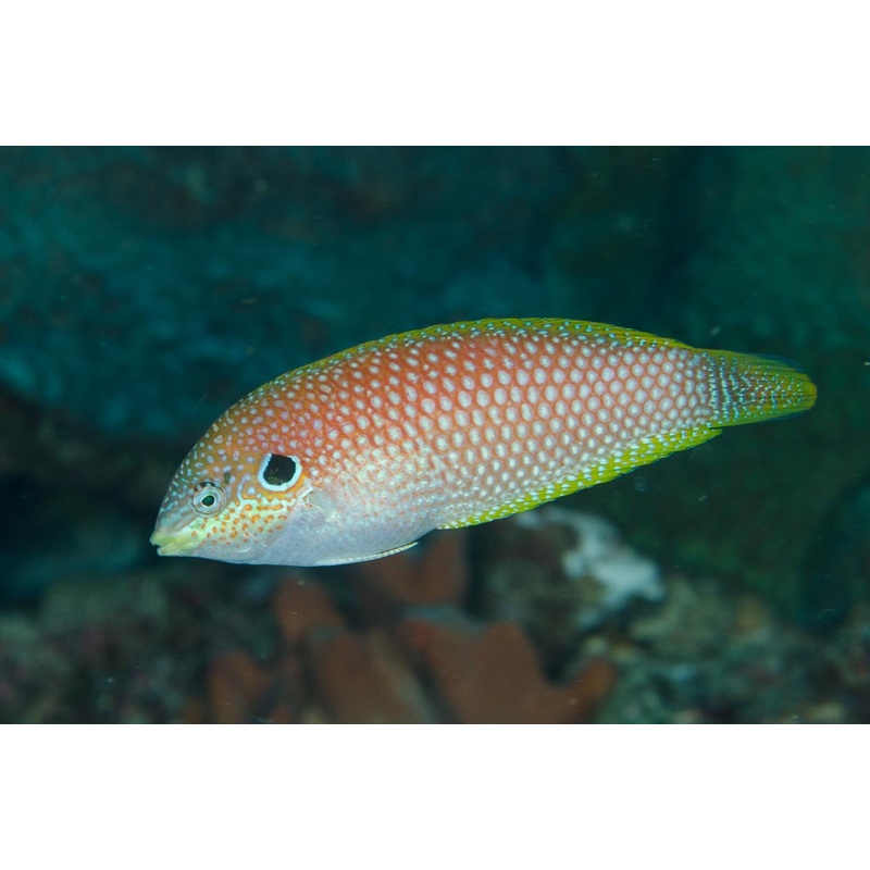 Wrasse - Kuiters Leopard (Macropharyngodon kuiteri)