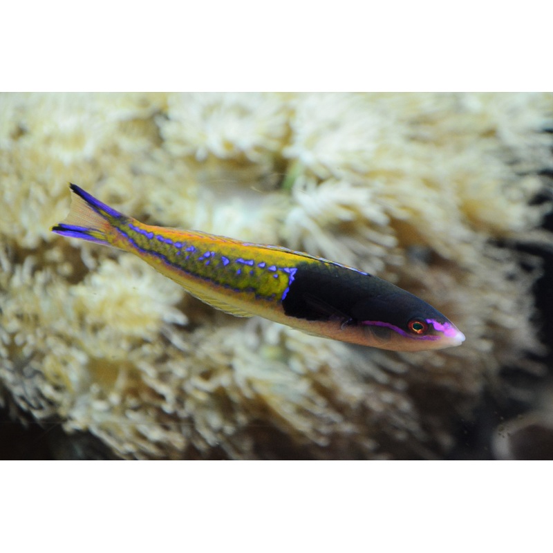 Wrasse - Multicolour (Pseudojuloides severnsi) PAIR "Rare"