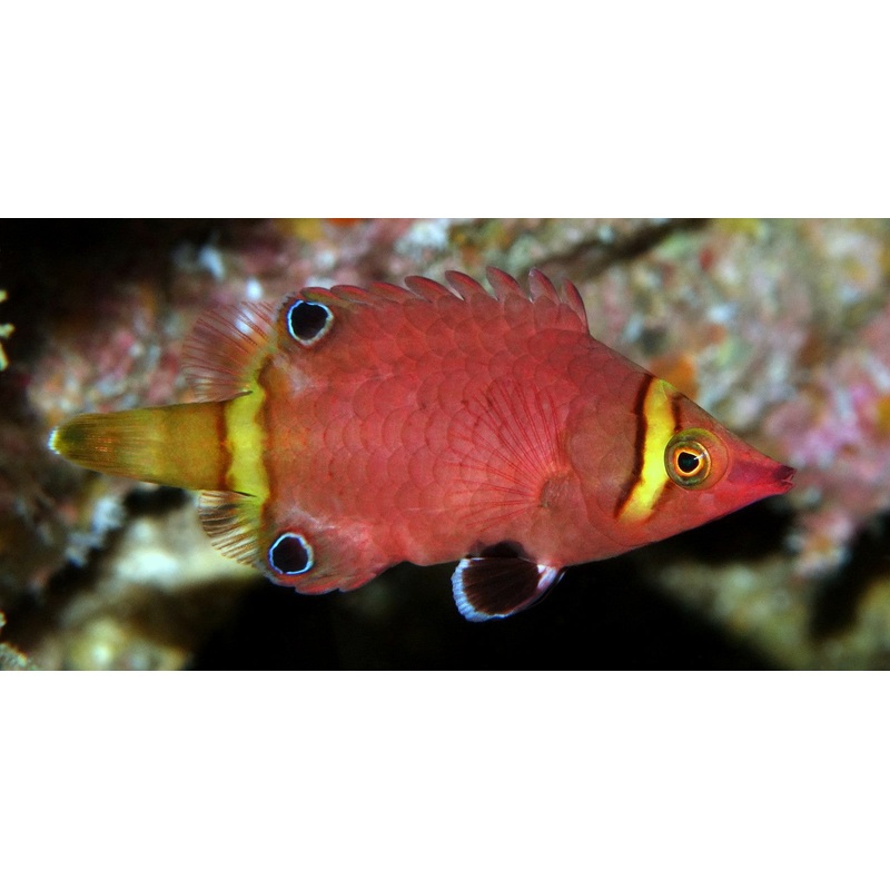 Wrasse - Possum Yellow Band "Very Rare" (Wetmorella nigropinnata)