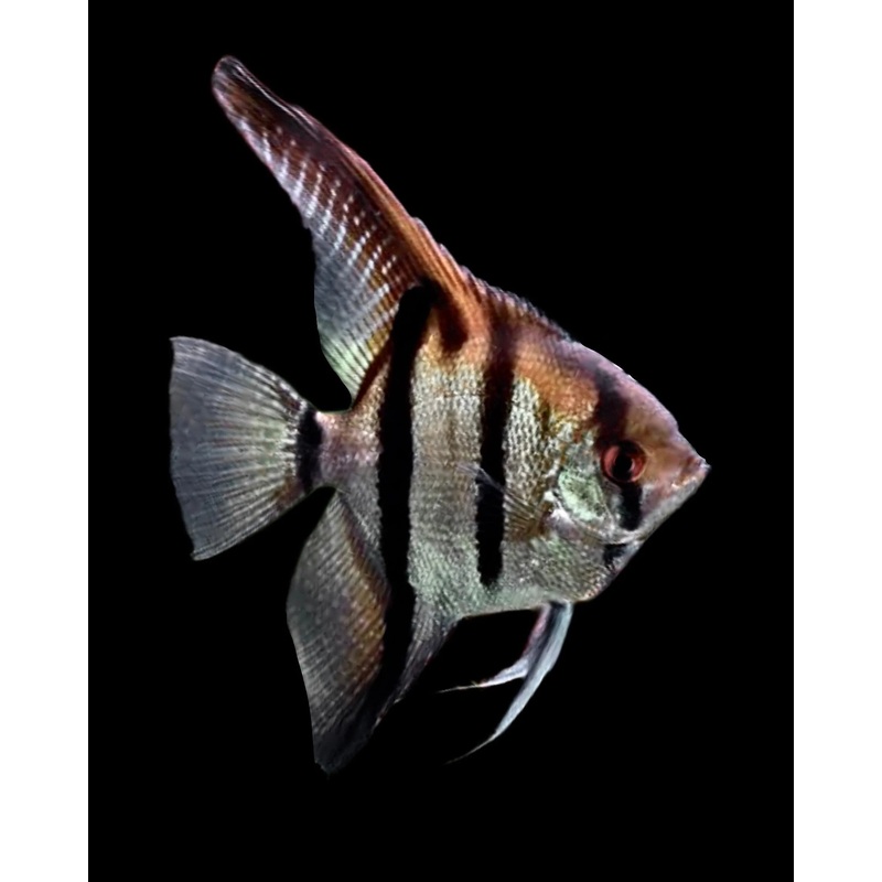 Angelfish Amapa Red Back 6-7cm