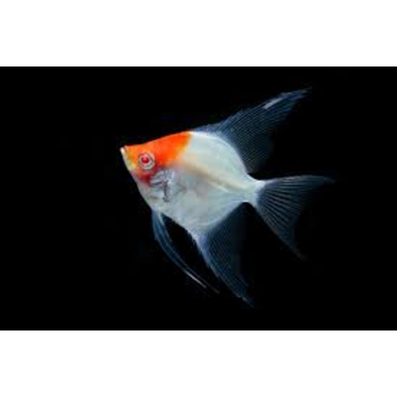 Angelfish Ghost Red Head