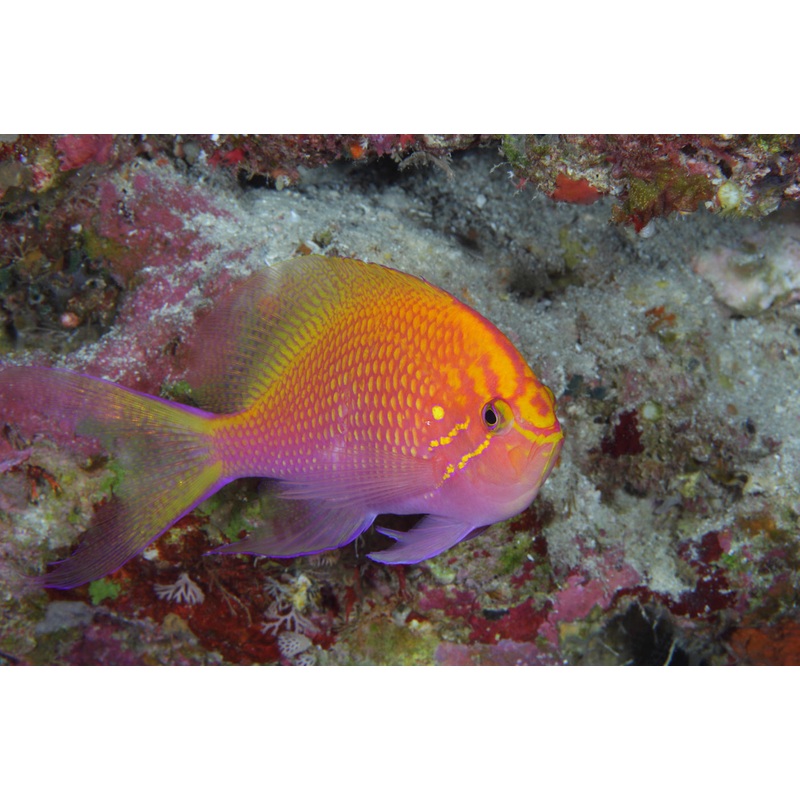 Anthias Sunburst "Rare"