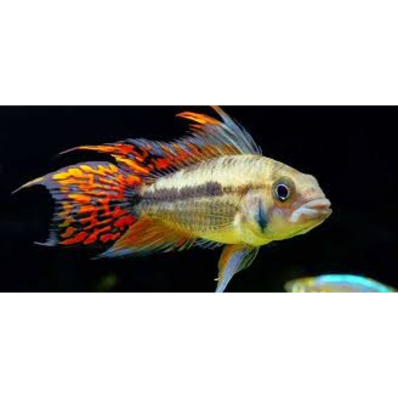 Apistogramma - Cacatuoides Standard PAIR