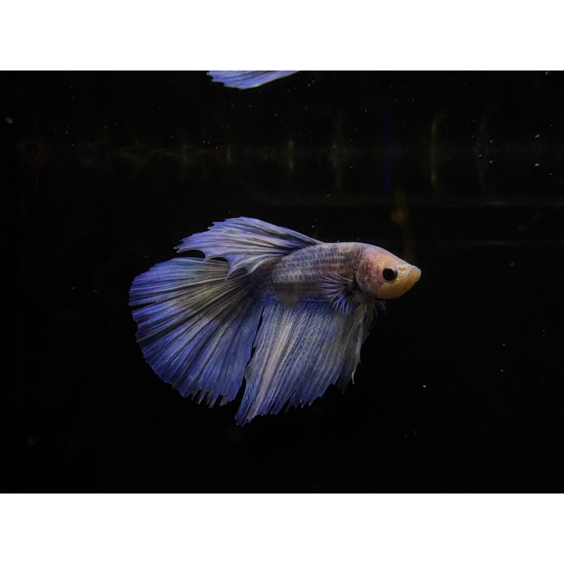 Betta Grizzle