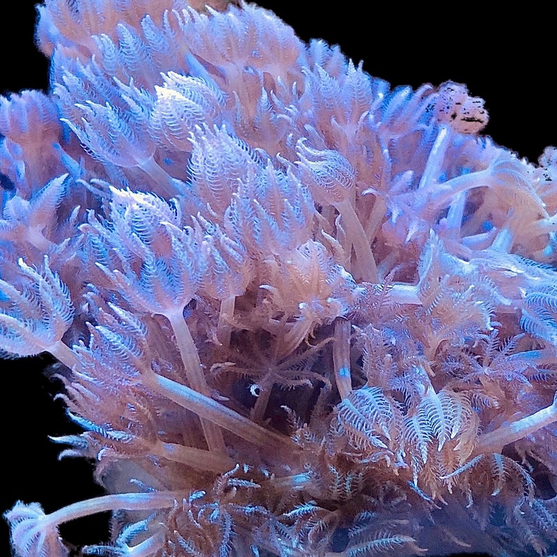 Branching Pom Pom Xenia (Cespitularia sp.)