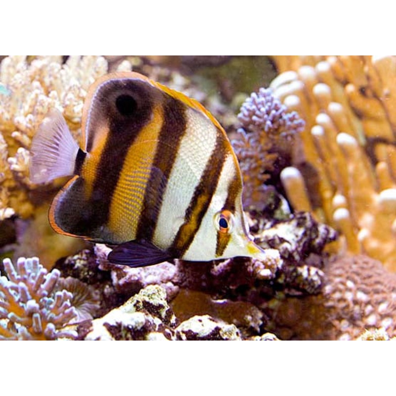 Butterflyfish - Muelleri