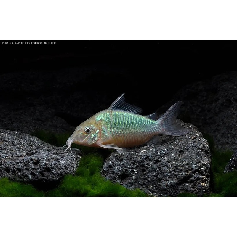 Catfish Emerald (Brochis splendens)