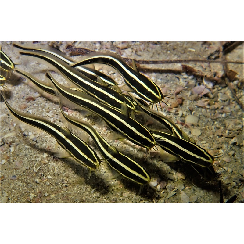 Catfish - Striped Schooling