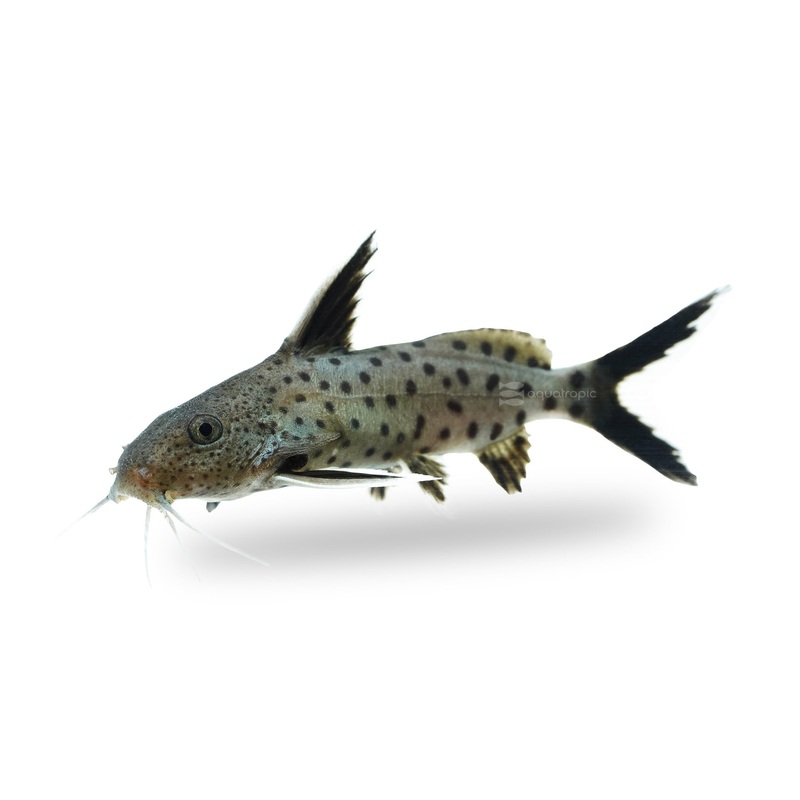 Catfish - Synodontis Petricola 2.5cm