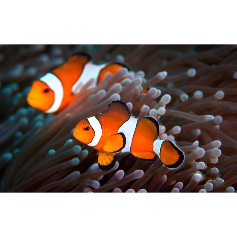 Clownfish - Ocellaris Orange Misbar/Broken Band (Amphiprion ocellaris) *Captive Bred*