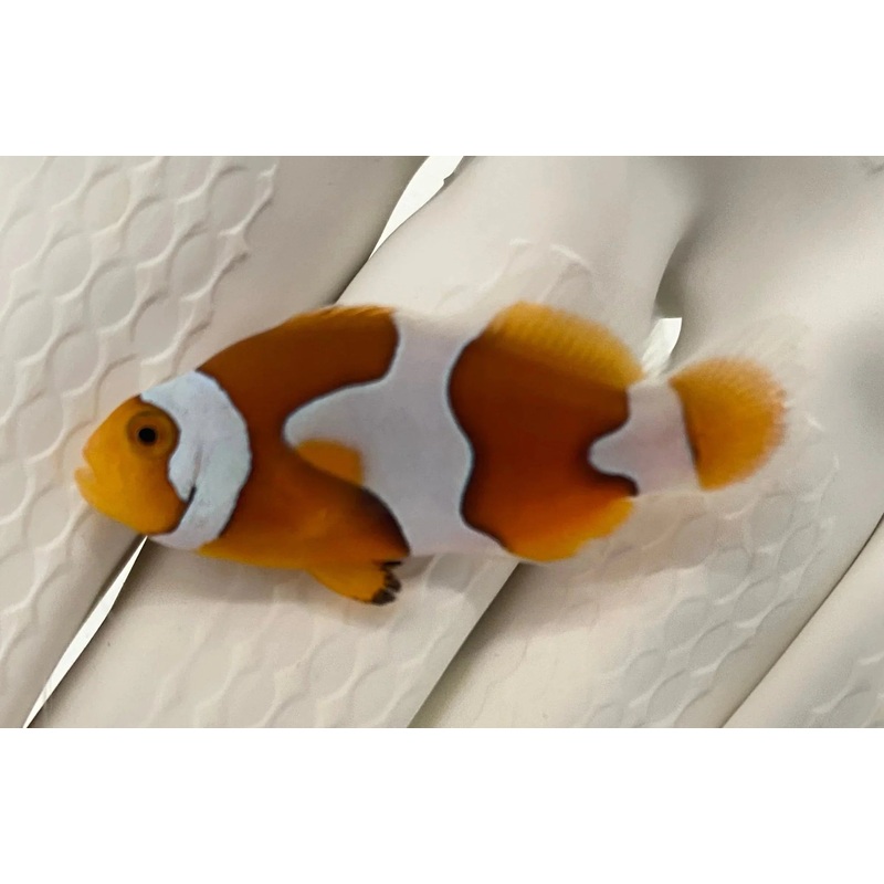 Clownfish - Picasso Full Band Plus (Amphiprion percula) *Captive Bred*