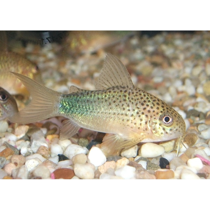 Corydora - Similis