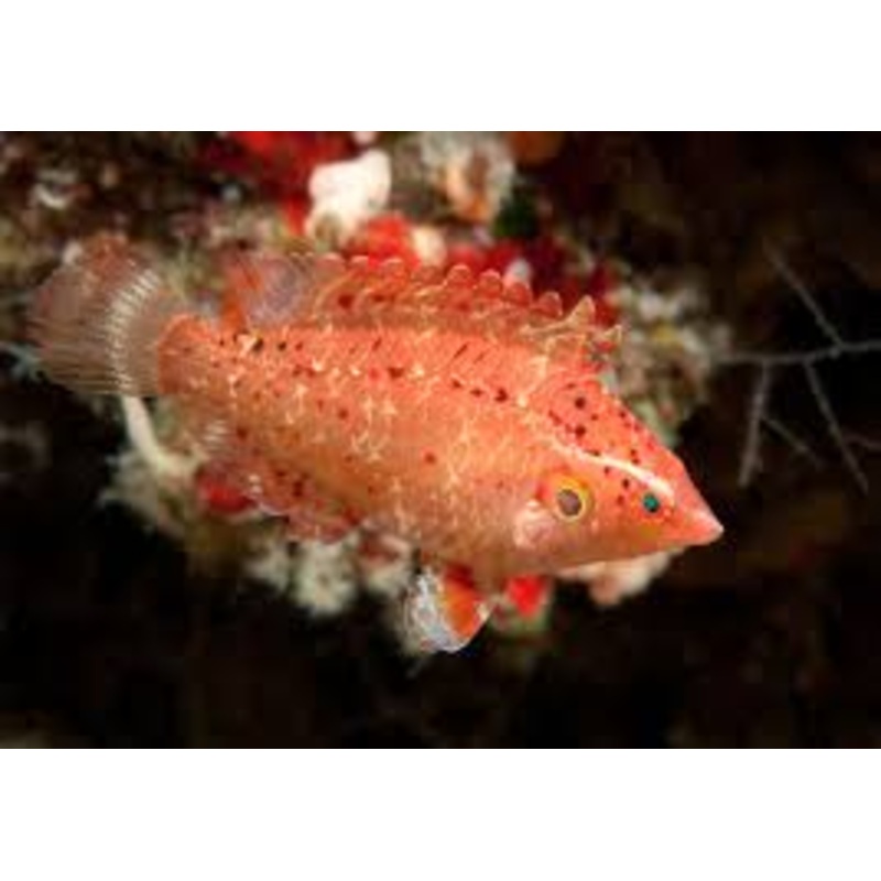 Cryptic Wrasse (Pteragogus cryptus)