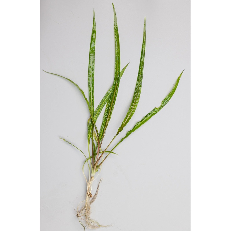 Cryptocoryne crispatula balansae (small pot)