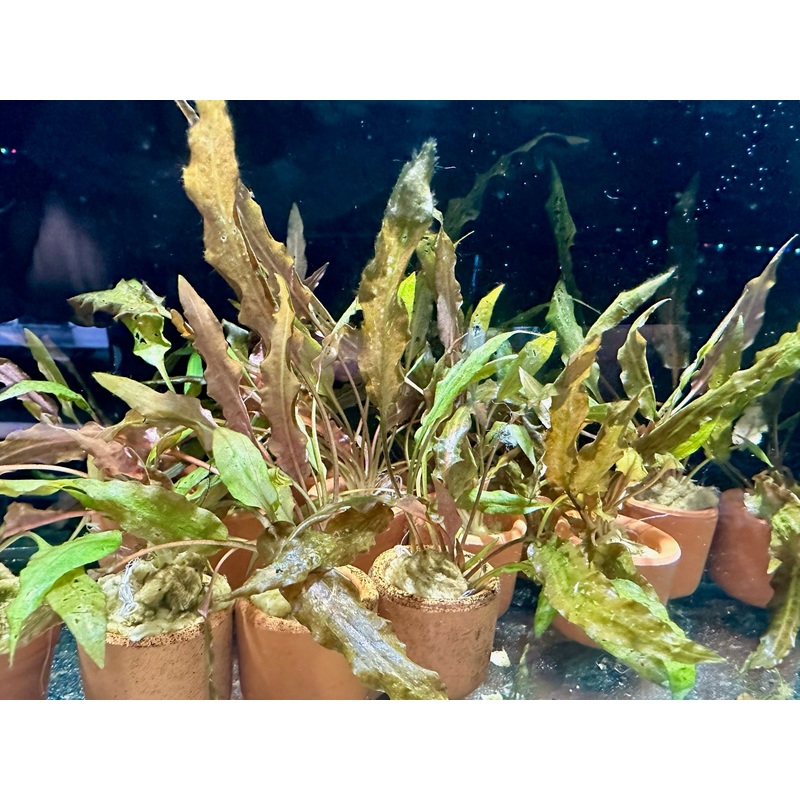 Cryptocoryne mioya - mesh pot