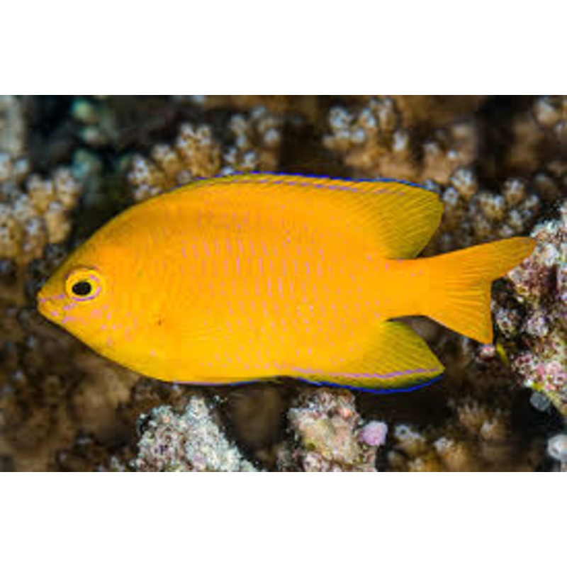 Damselfish - Lemon (Pomacentrus moluccensis)