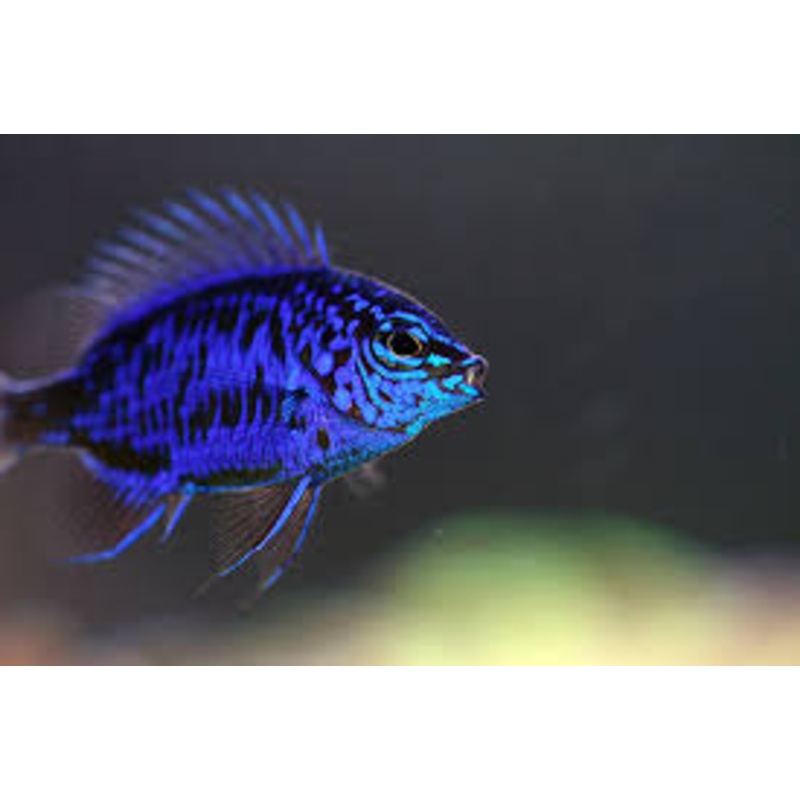 Damselfish - Sapphire (Chrysiptera springeri)