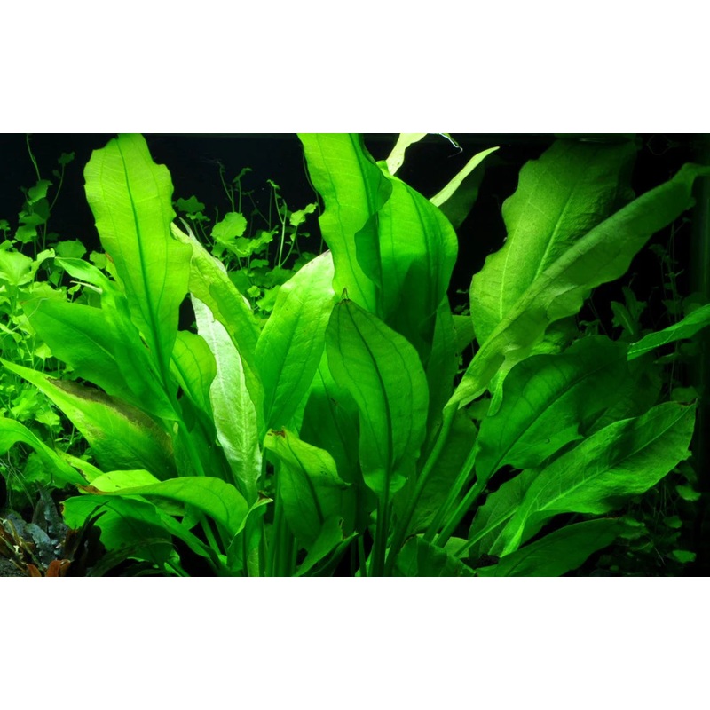 Echinodorus 'Bleheri' Sword