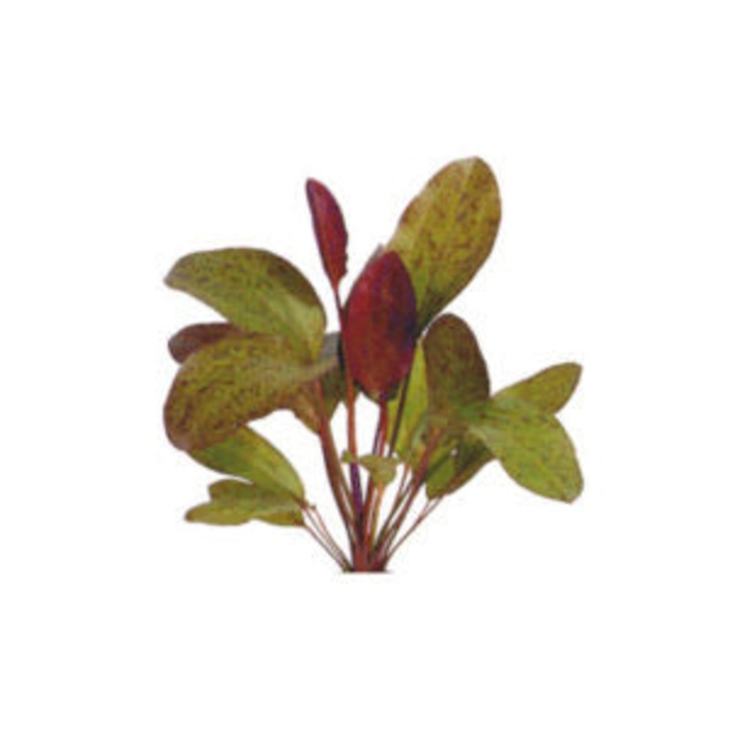 Echinodorus 'Ozelot Red' Sword
