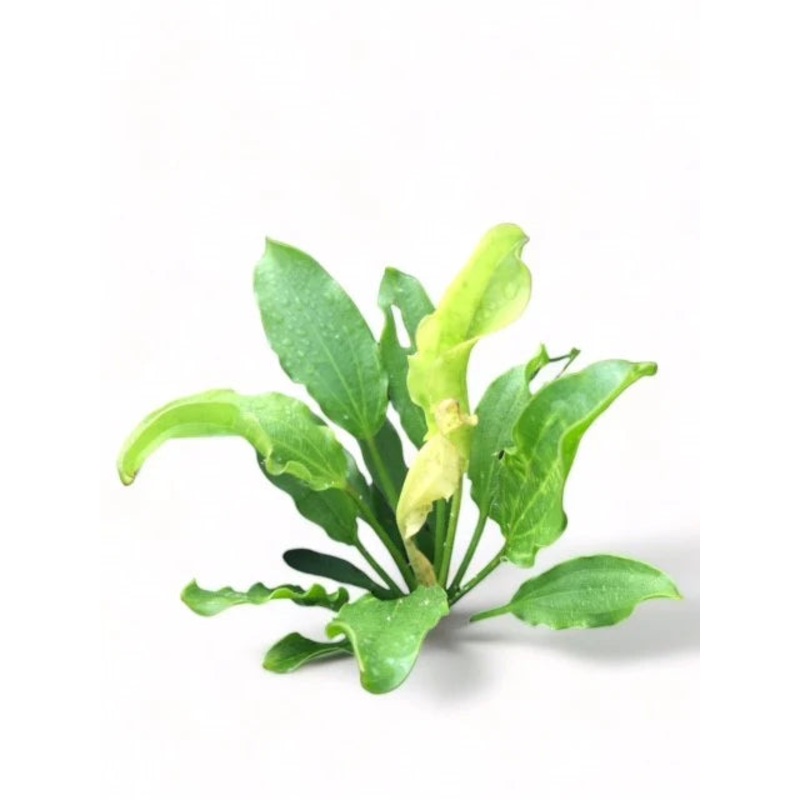 Echinodorus 'White Flame' Sword