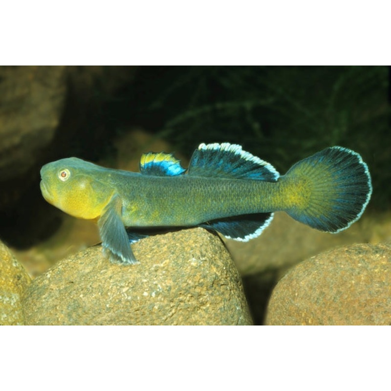 Goby - Desert (Chlamydogobius eremius)
