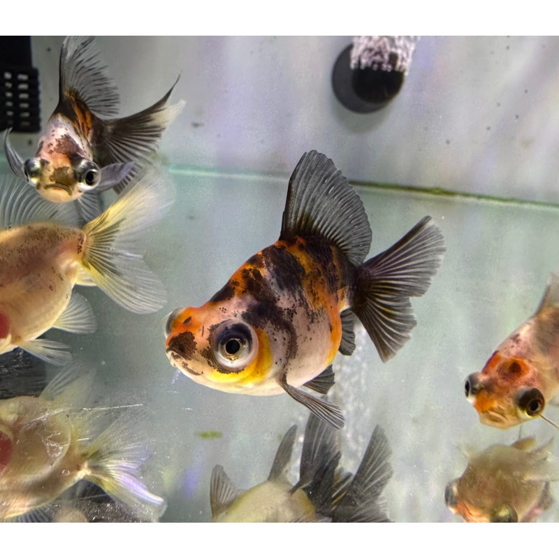 Goldfish - Butterfly Telescope Calico