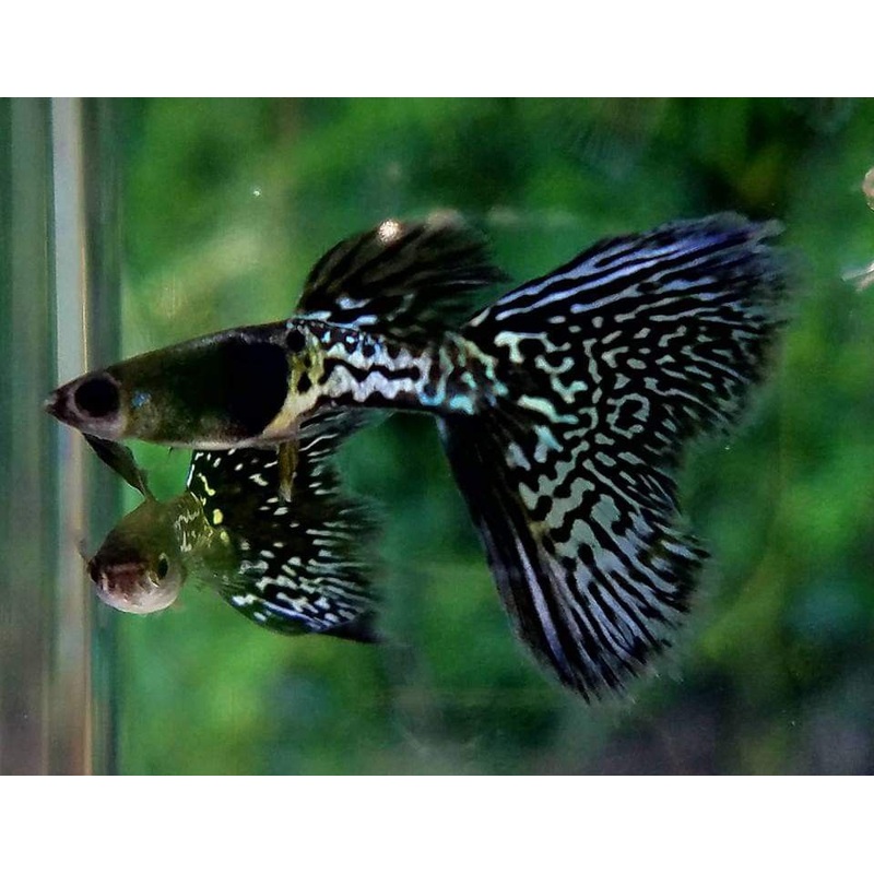 Guppy Black Lace Metal Snakeskin PAIR