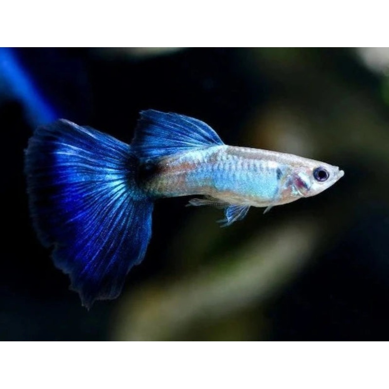 Guppy Blue Queen Male