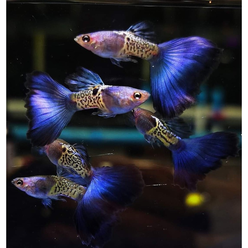 Guppy Blue Tail Metal Snakeskin PAIR