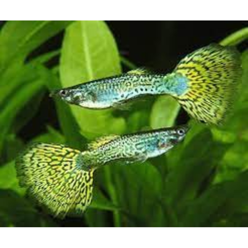 Guppy Cobra/Mosaic - Various